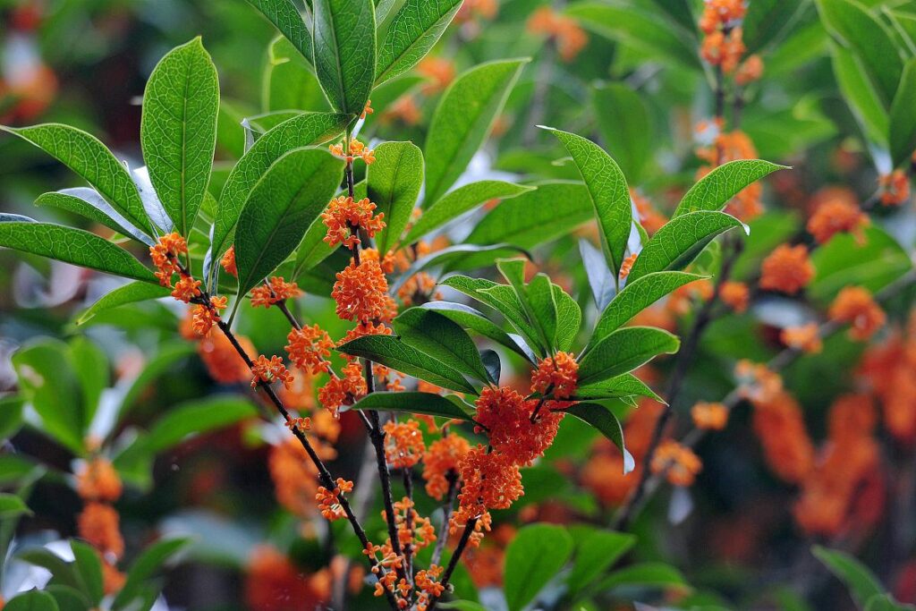 大丽花养护要点，茉莉花养护要点