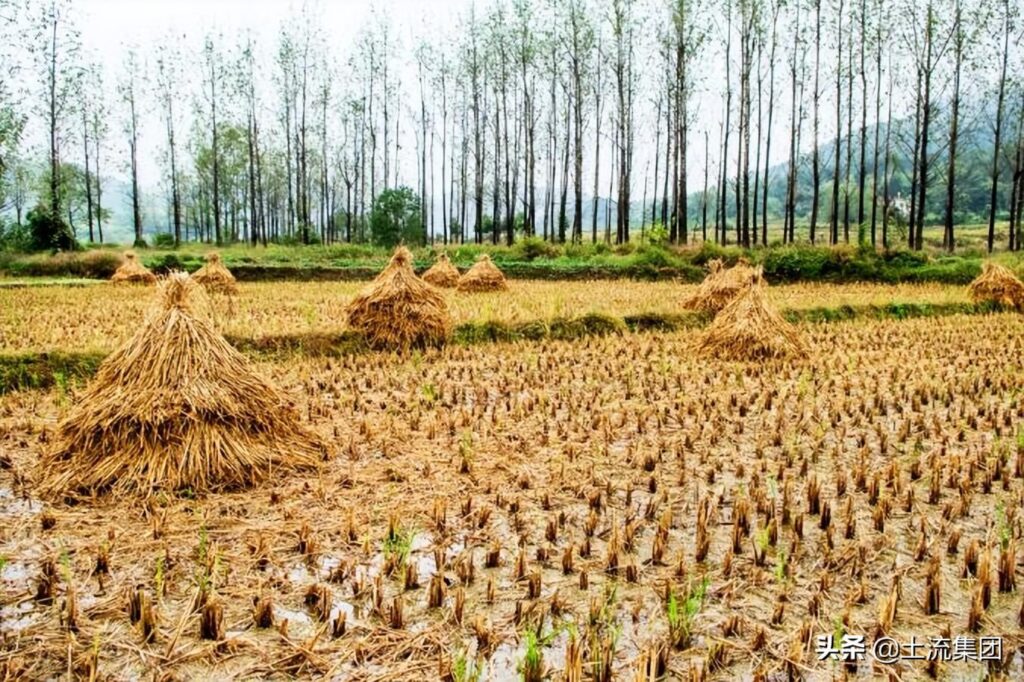 河南耕地地力补贴什么时候发放，补贴多少钱一亩