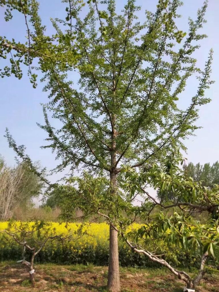 银杏树什么报价，银杏树多少钱