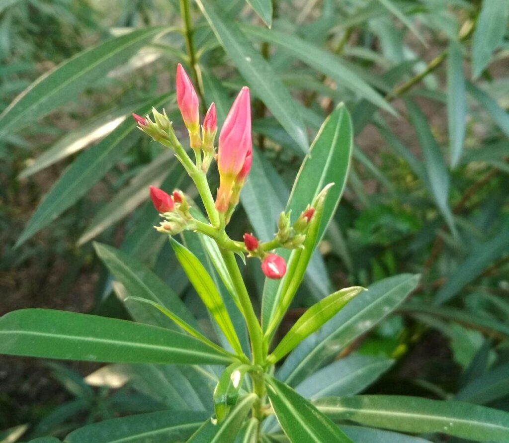 房子四周种树风水好吗，房屋四周种树禁忌