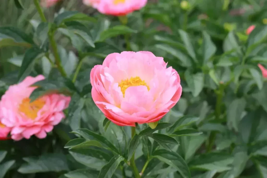 春天开的花有哪些，春天开花的种类及诗词