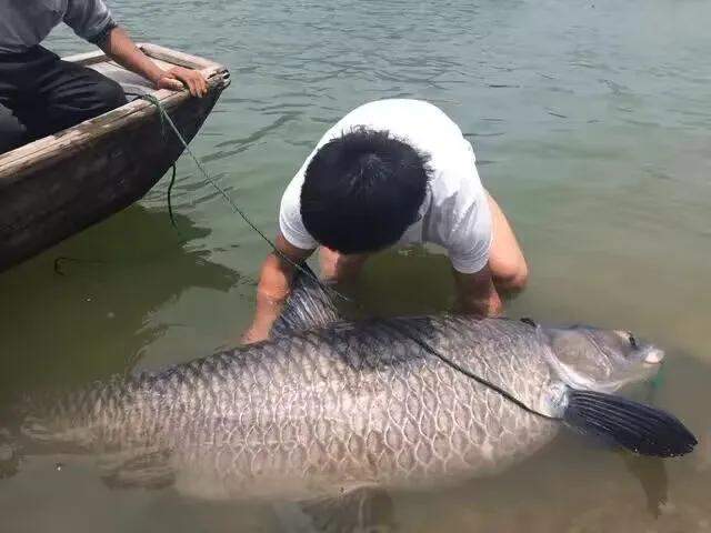 四大家鱼是怎么来的，四种鱼名称的含义