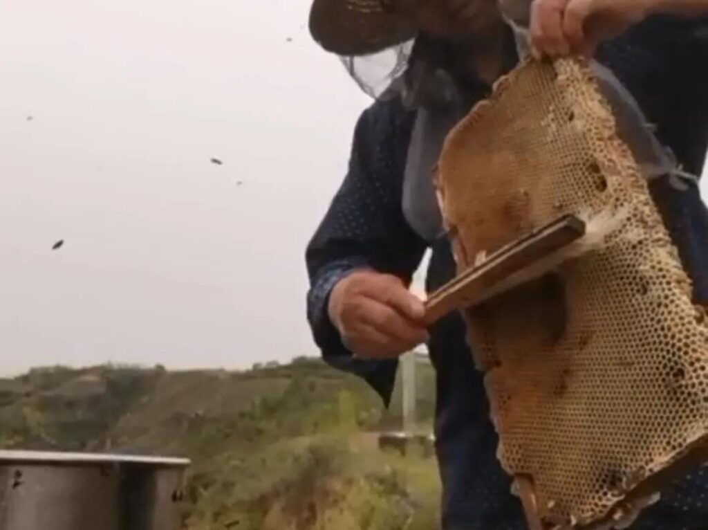 蜜蜂怕什么怎么驱赶？驱赶蜜蜂的最佳办法