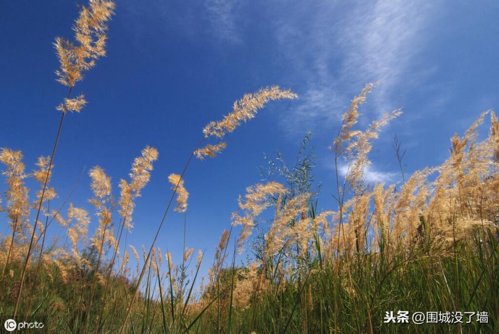 野草的作者是谁，野草解析