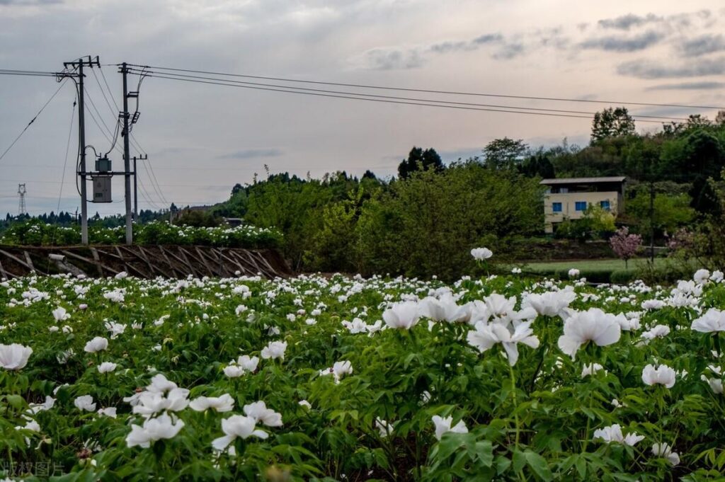 怎样栽培牡丹花，牡丹花栽培方法