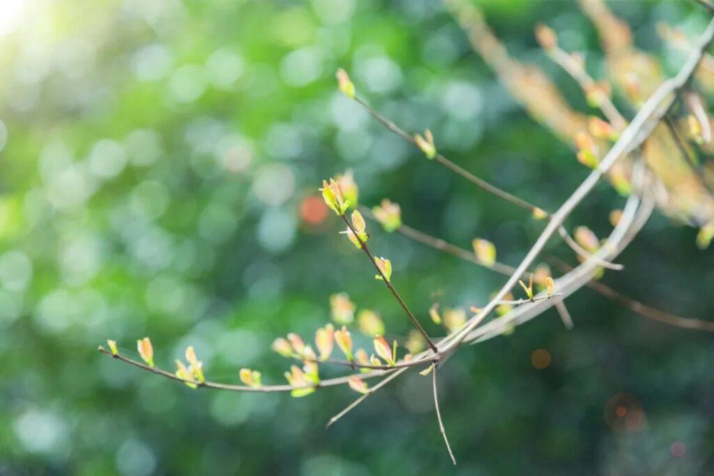 清明节为什么要扫墓,清明节要扫墓的原因