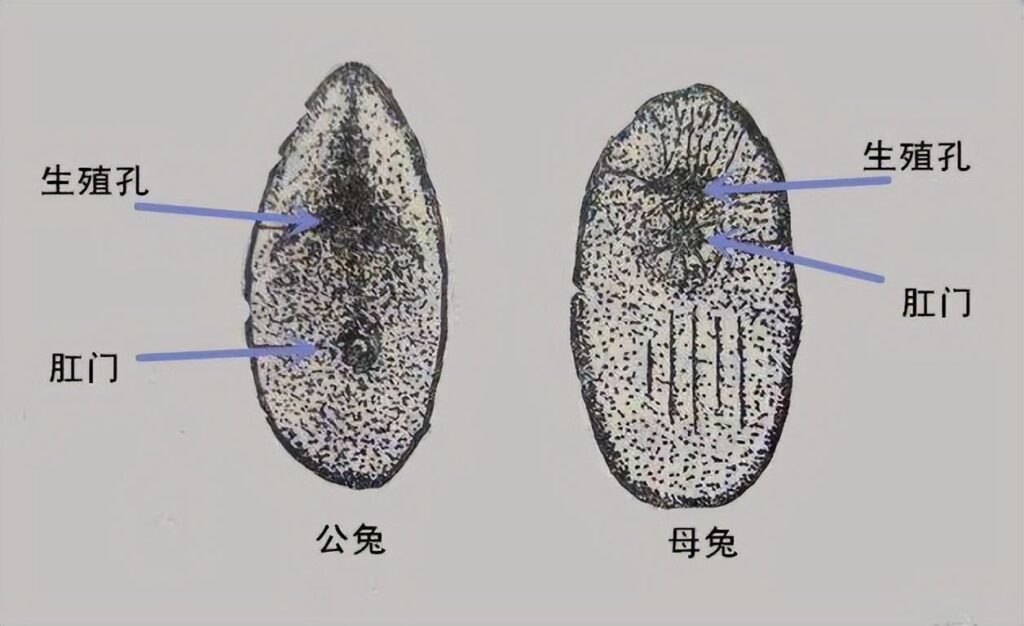 兔子怎么认识公母