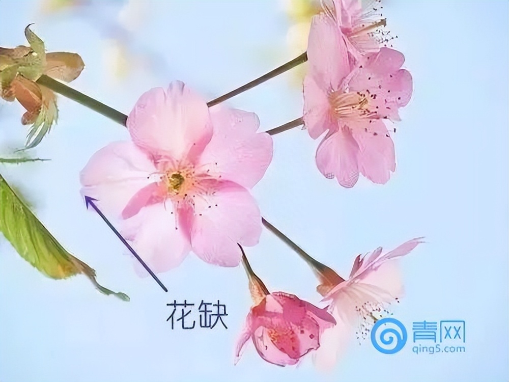 杏花是什么颜色的花,樱花是什么颜色