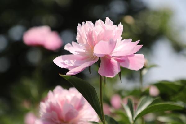 牡丹与芍药有什么不同，牡丹和芍药的区别在哪