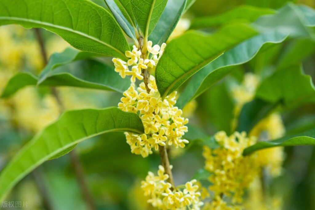 桂花怎么才能养得好，桂花养护的技巧