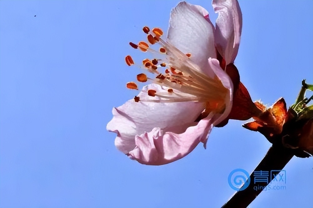 杏花是什么颜色的花,樱花是什么颜色