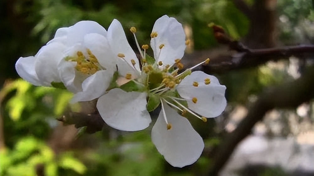 杏花是什么颜色的花,樱花是什么颜色