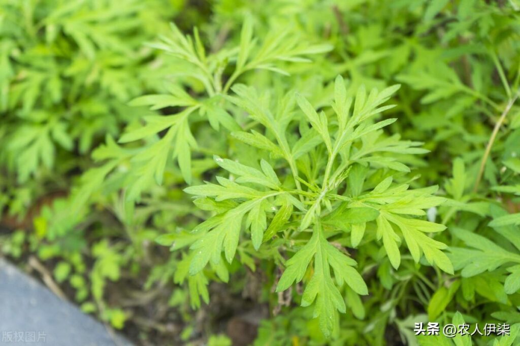 艾草种植中的注意事项，艾草种植的收益情况