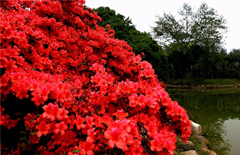 杜鹃花如何养殖，杜鹃花养殖技术