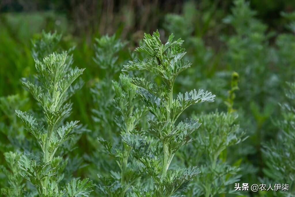 艾草种植中的注意事项，艾草种植的收益情况