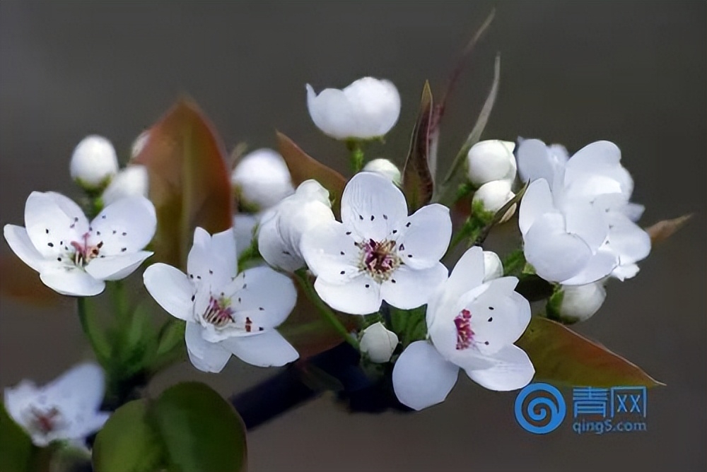 杏花是什么颜色的花,樱花是什么颜色