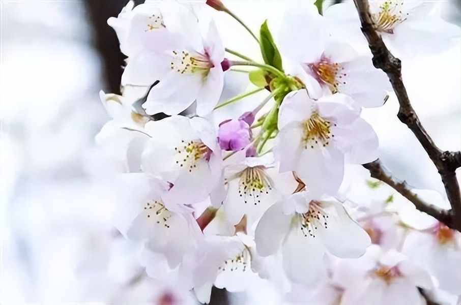 杏花是什么颜色的花,樱花是什么颜色