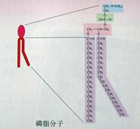 如何实时观察到细胞的胞吞，细胞膜的结构