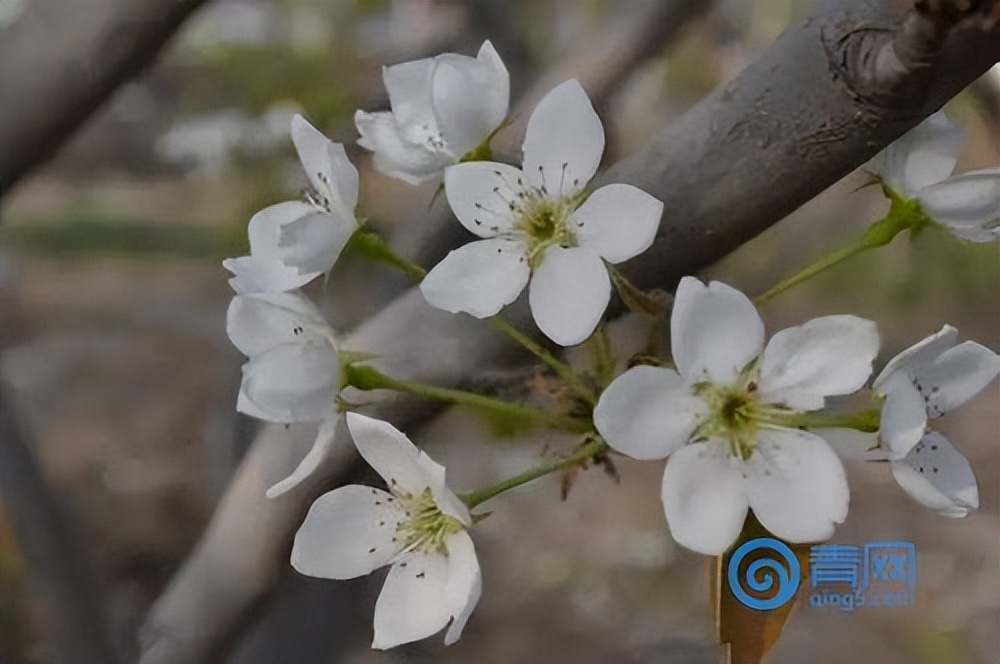 杏花是什么颜色的花,樱花是什么颜色