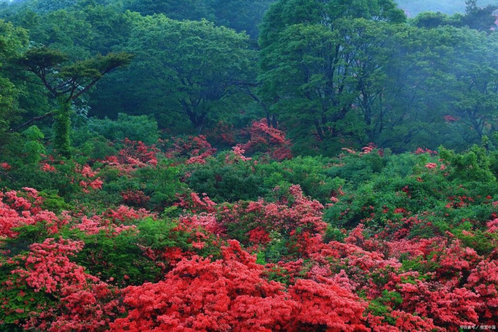 峨眉山景区怎么样，峨眉山景区值得去吗