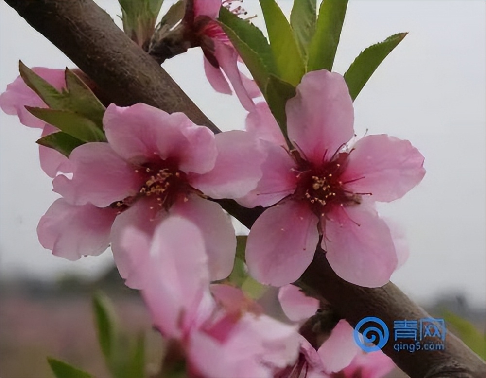 杏花是什么颜色的花,樱花是什么颜色