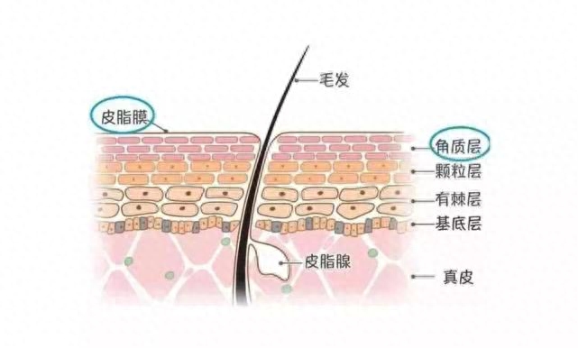 什么是毛孔，毛孔粗大什么原因