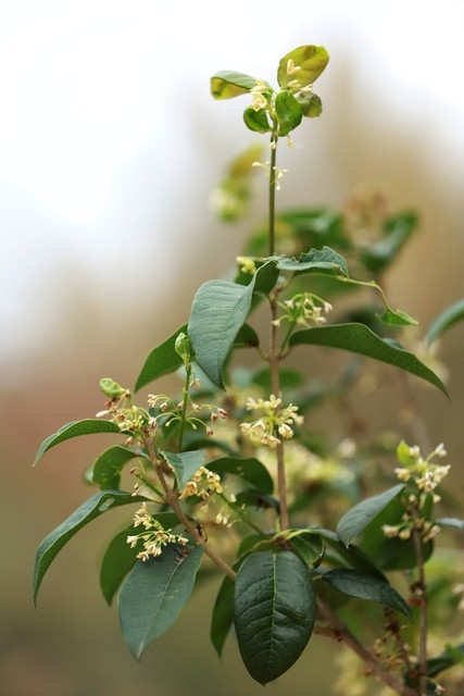 院子栽种桂花树好不好，你知道吗