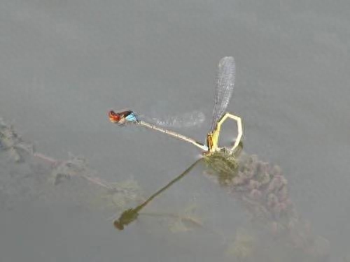 蜻蜓为什么会点水，蜻蜓点水是什么意思