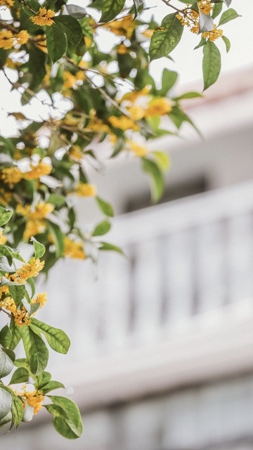 院子栽种桂花树好不好，你知道吗