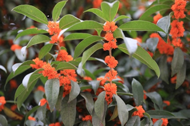 院子栽种桂花树好不好，你知道吗