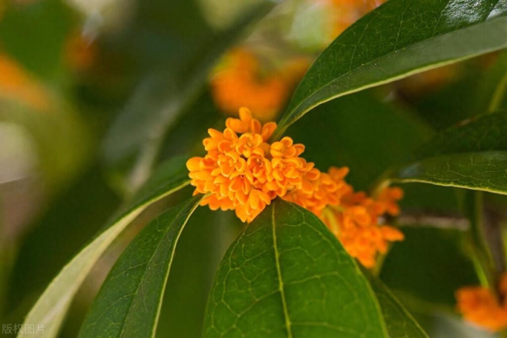 院子栽种桂花树好不好，你知道吗