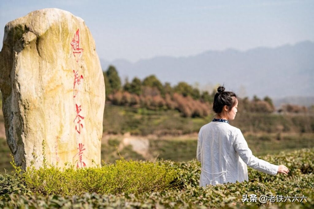 绿茶是指什么人，绿茶是指什么样的人