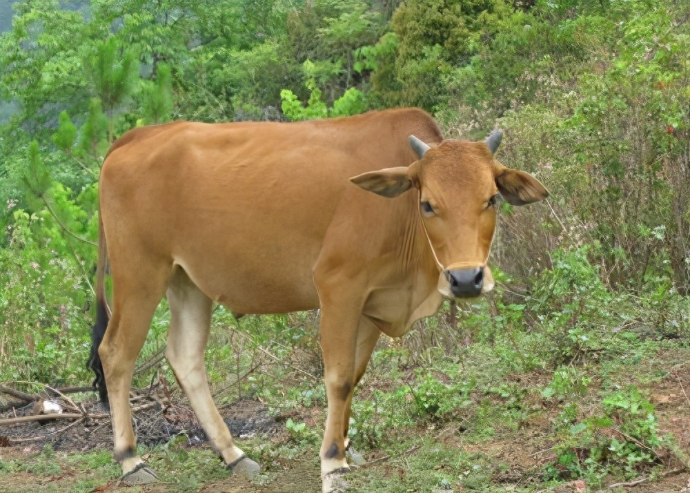 生物链有哪些结构，生物链有哪些