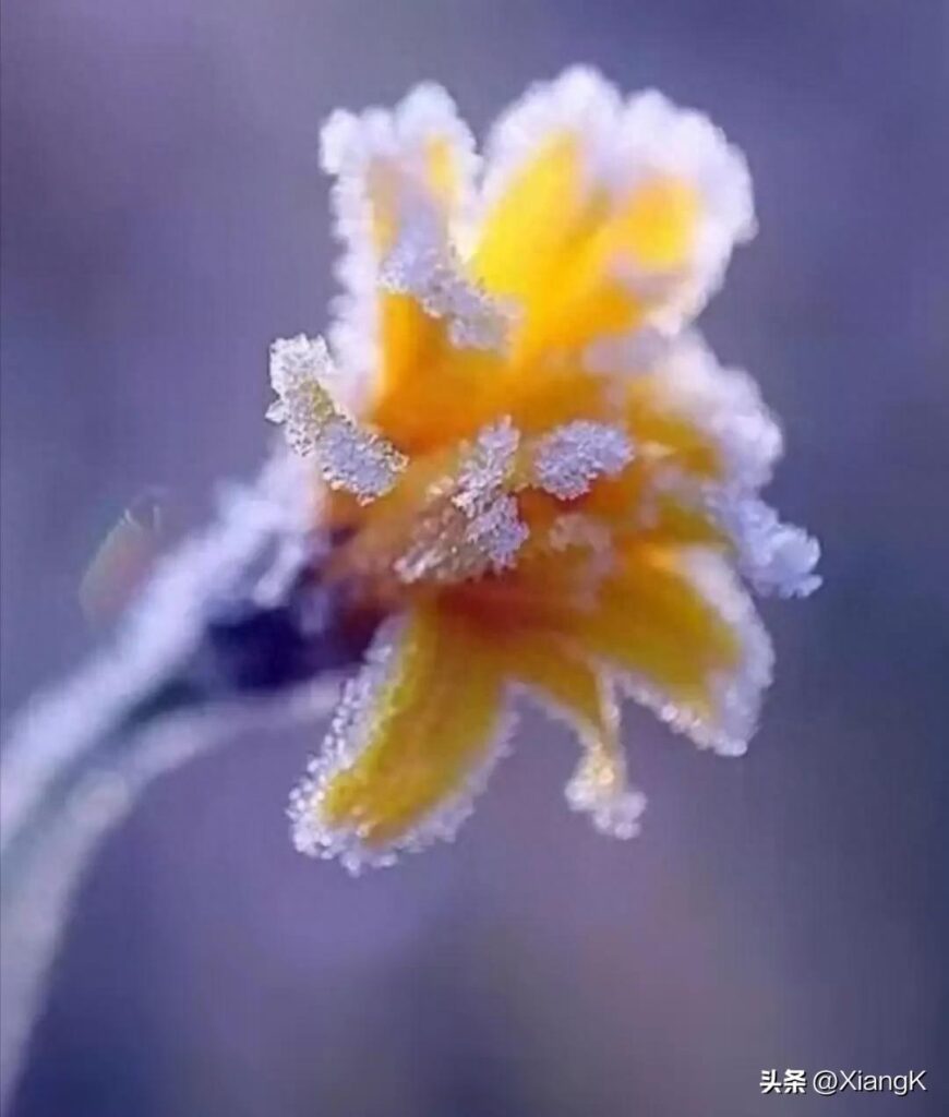 雪虐风饕拼音怎么读，雪虐风饕的意思