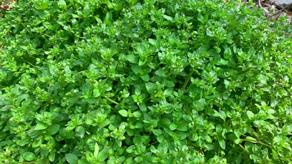 繁缕草是什么样子,繁缕草可以食用吗