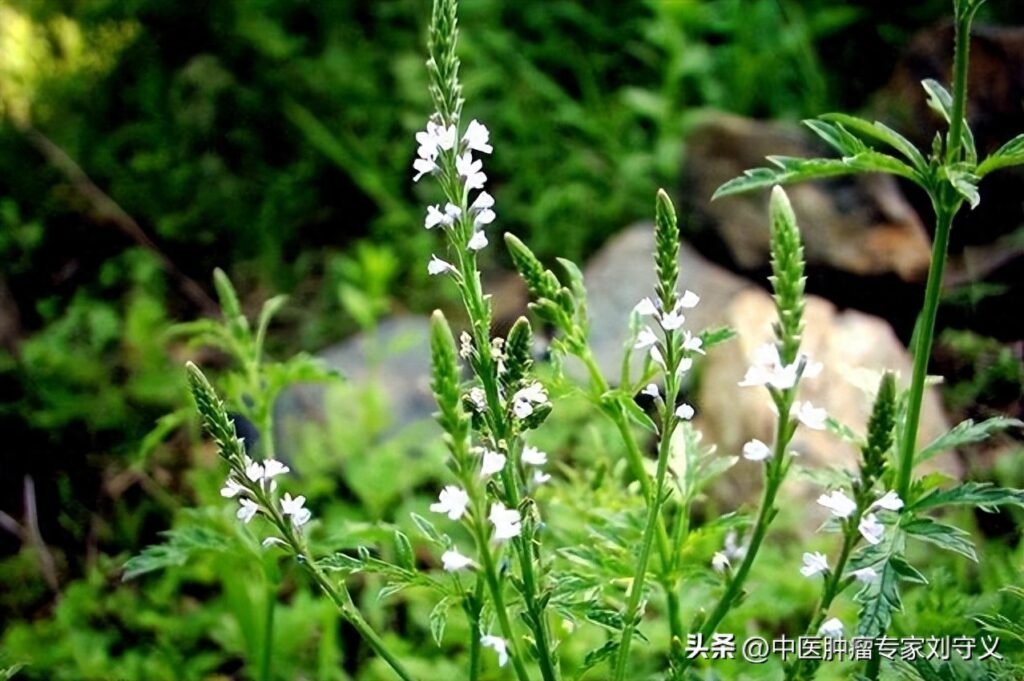 马鞭草有什么功效，马鞭草的品种来源