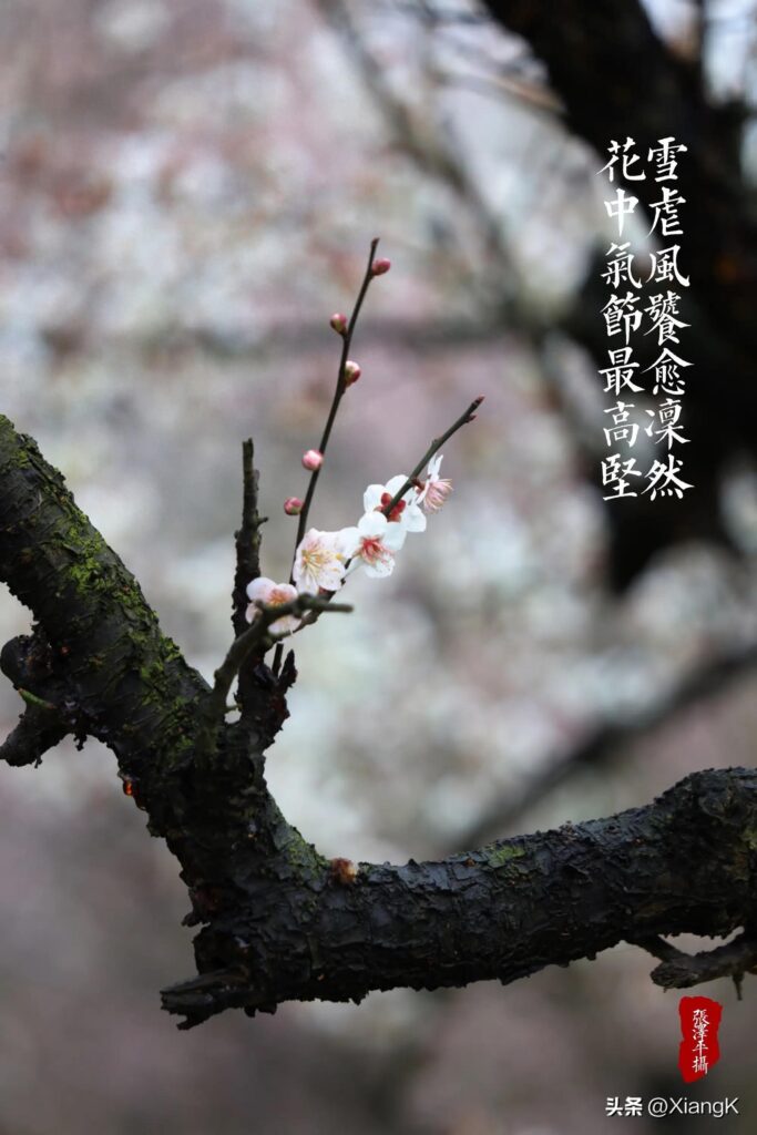 雪虐风饕拼音怎么读，雪虐风饕的意思