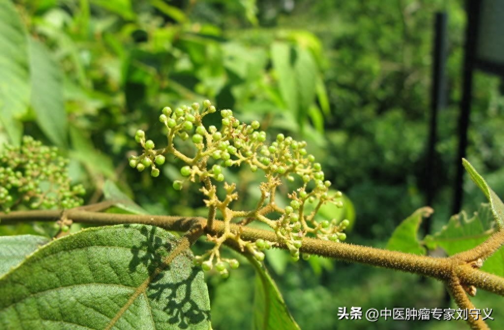 马鞭草有什么功效，马鞭草的品种来源