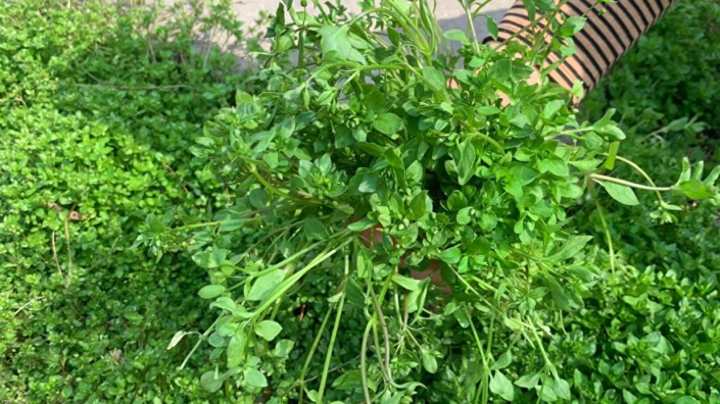 繁缕草是什么样子,繁缕草可以食用吗