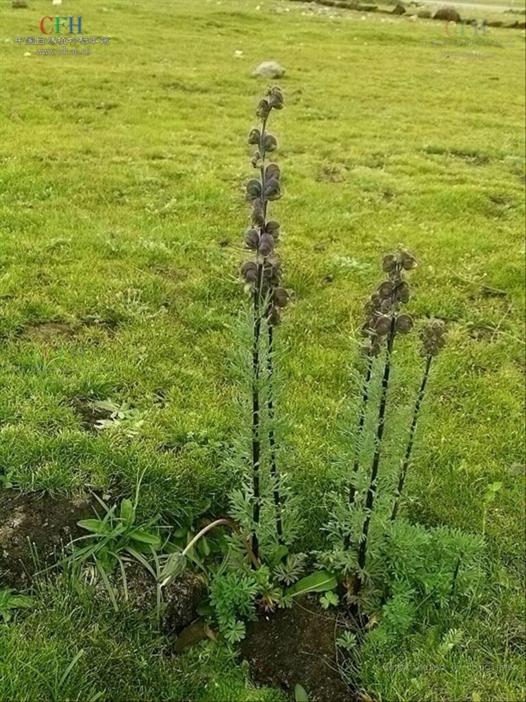 铁棒锤有什么功效，铁棒锤分布地