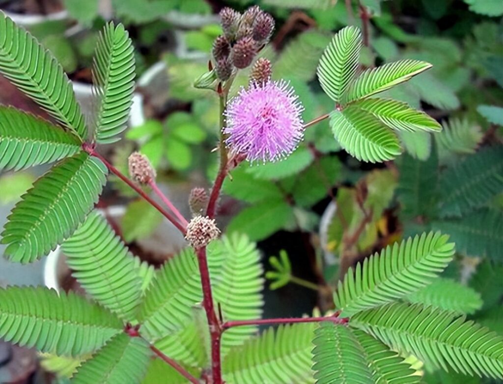 含羞草的样子和特点,含羞草的样子是什么