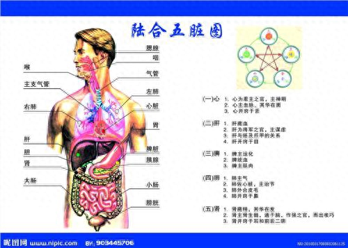 五脏六腑的含义，五脏六腑的拼音