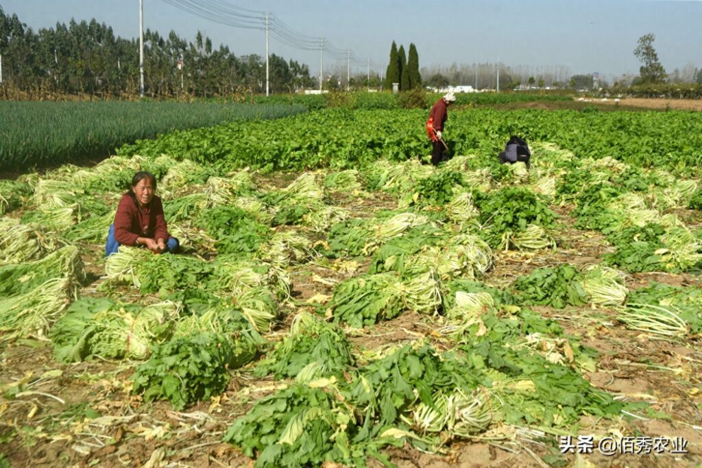 雪菜是什么菜，农村一般都叫什么