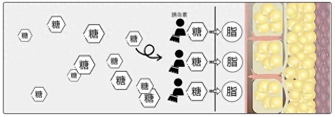 什么是碳水化合物，每天吃多少碳水才能减肥