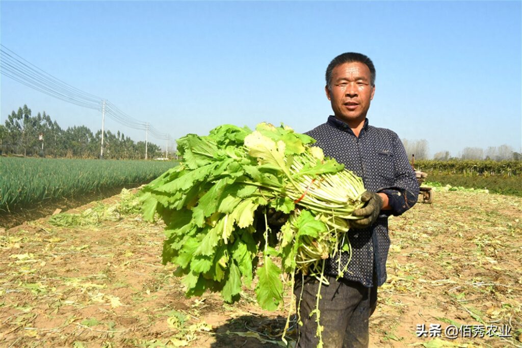 雪菜是什么菜，农村一般都叫什么