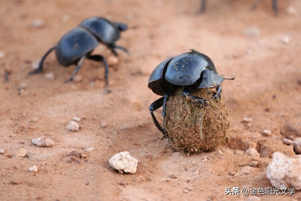 蜣螂怎么读，蜣螂是什么东西