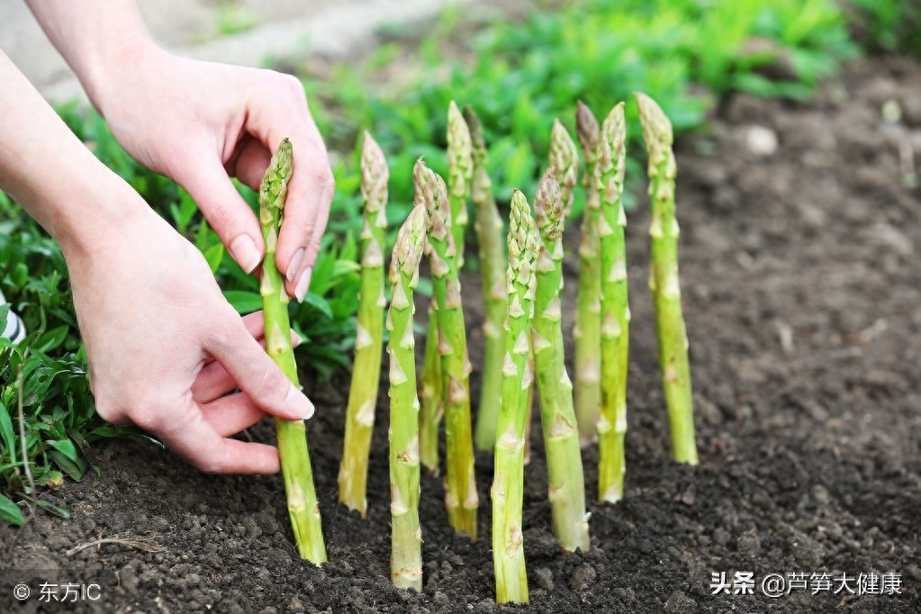 芦笋怎么做，食用芦笋好处多