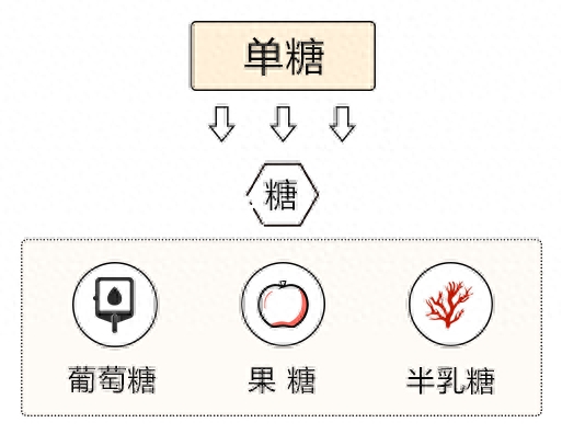 什么是碳水化合物，碳水化合物的分类