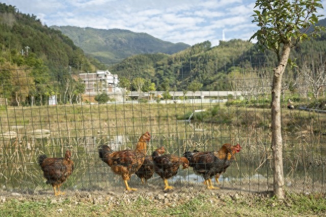 新手养土鸡有前景吗，新手养土鸡有前途吗