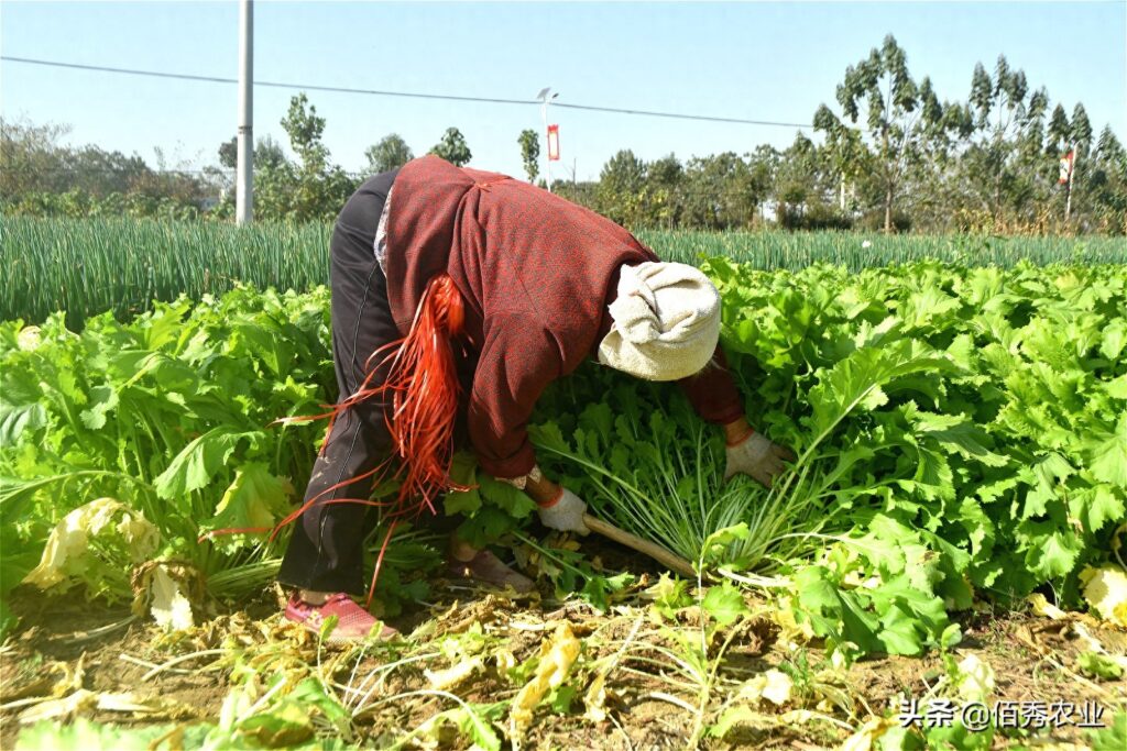 雪菜是什么菜，农村一般都叫什么